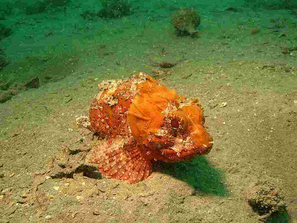 Scorpaena cf. porcus dal Golfo di Venezia